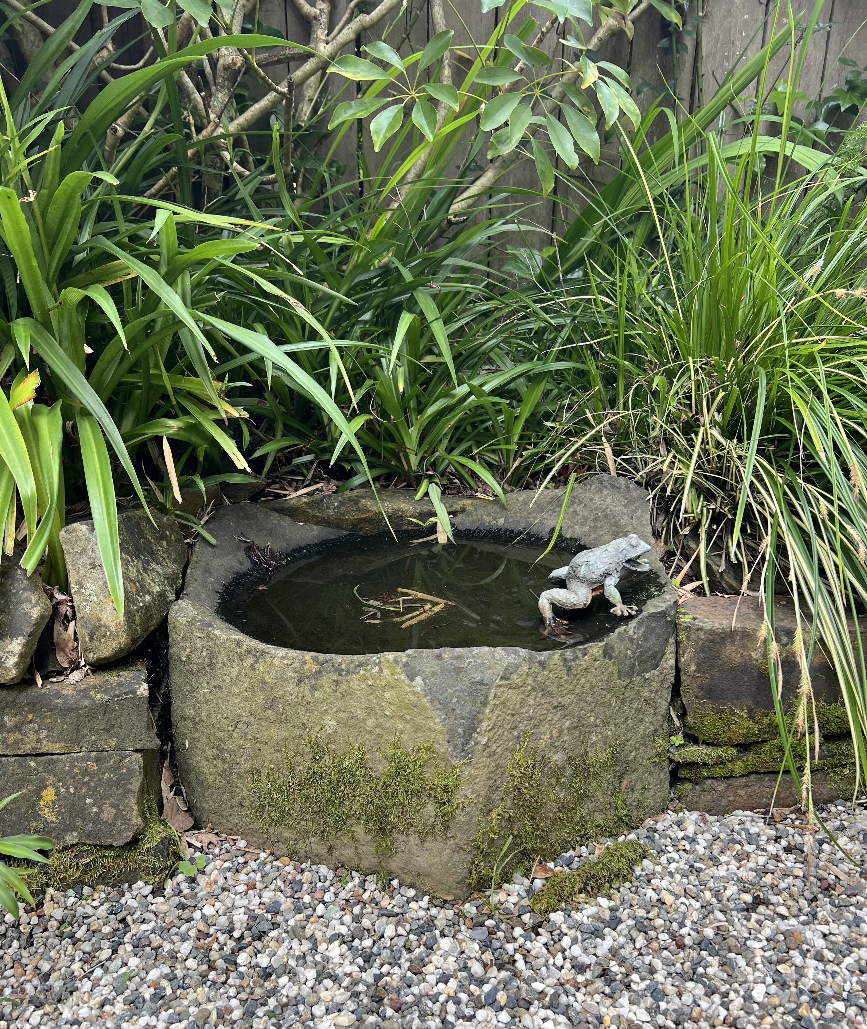 Small stone water basin with a frog ornament among lush garden planting