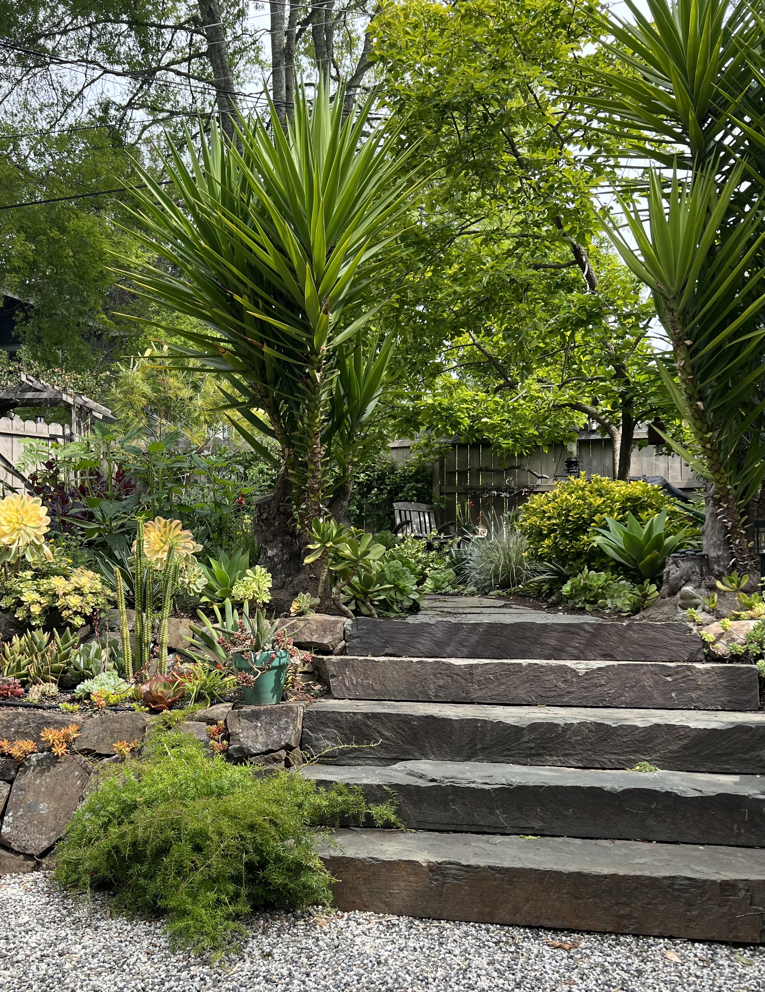 Broad stone garden steps bordered by succulents and tropical planting