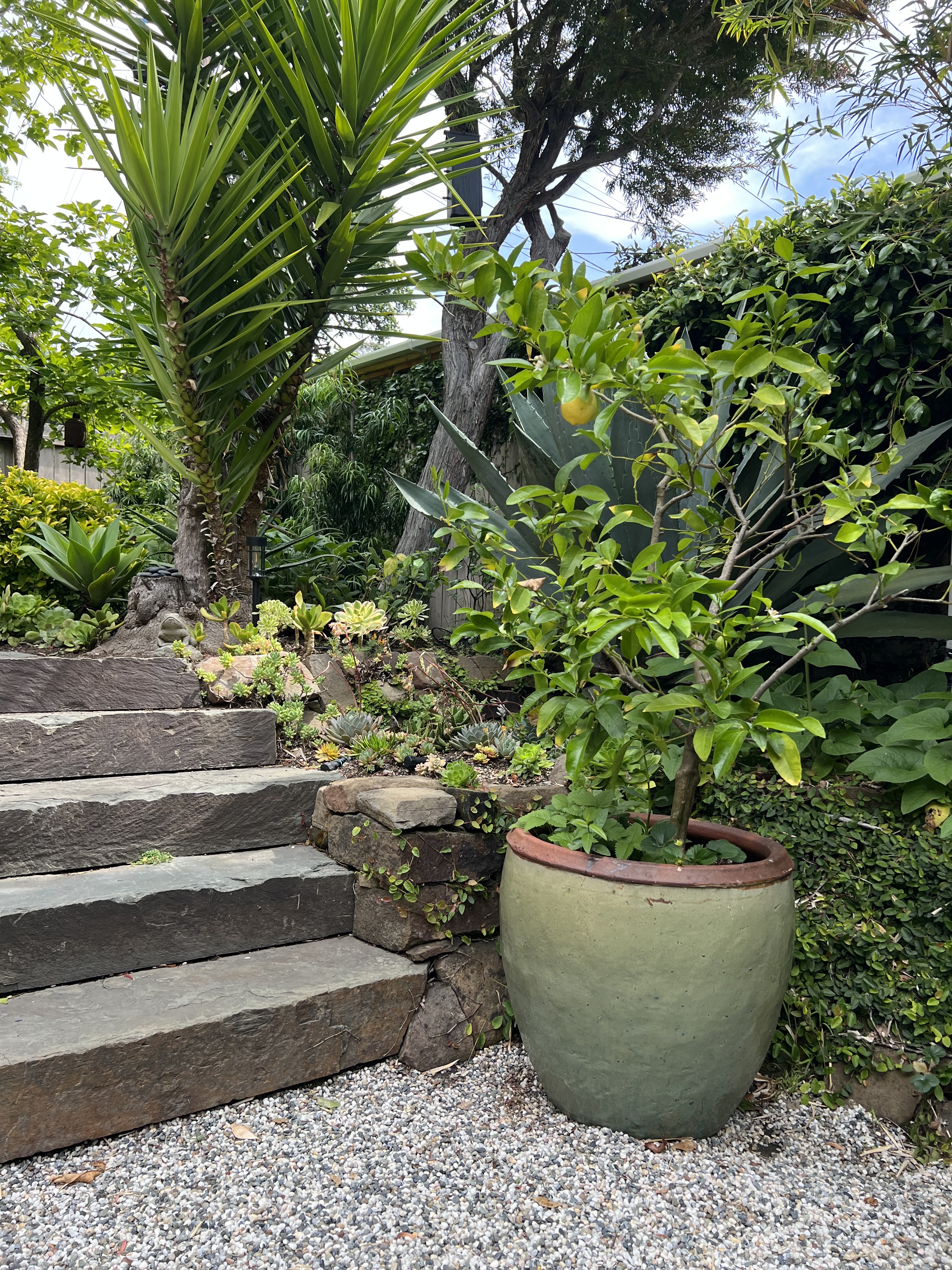 Stone garden steps beside layered planting and a large ceramic planter
